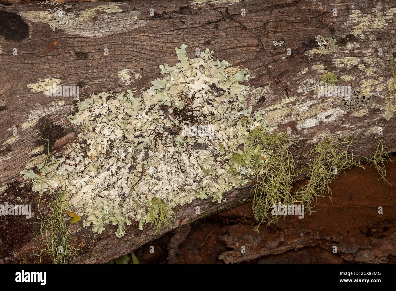 Lichen growing on a log at Kroombit Tops National Park in Queensland Australia Stock Photo