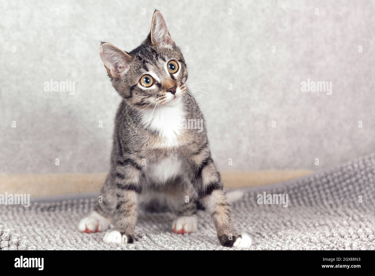 Cat on mat hi-res stock photography and images - Alamy