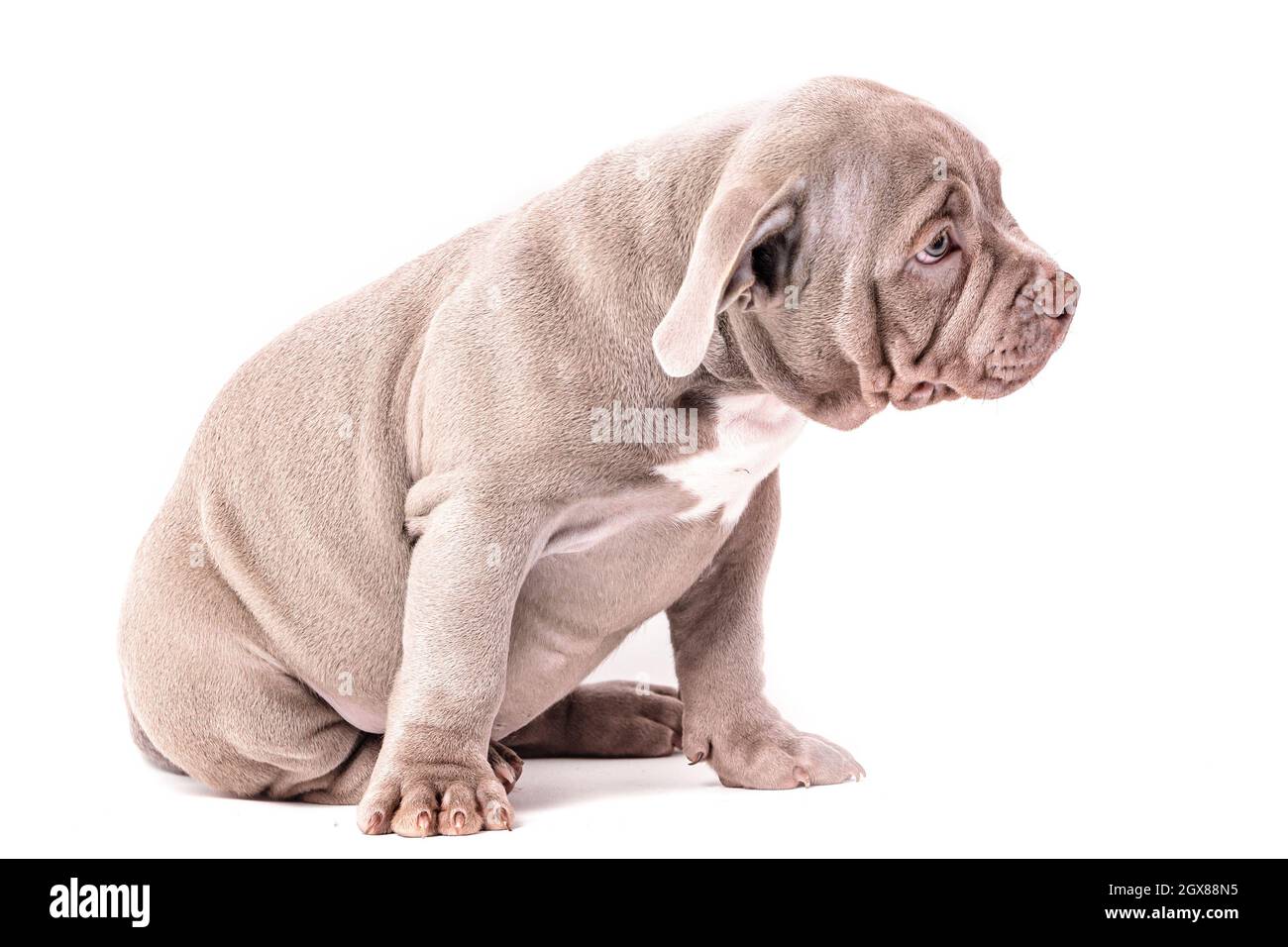 A liliac American bully puppy sits quietly and looks away. Isolated on a white background Stock Photo