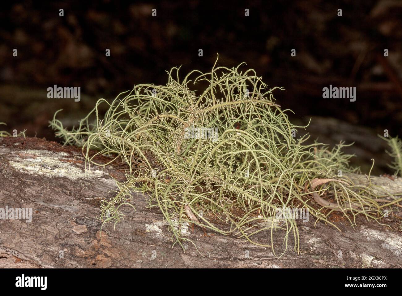 Lichen, Usnea species. growing on a log in a rainforest at Kroombit Tops National Park in Queensland Australia Stock Photo