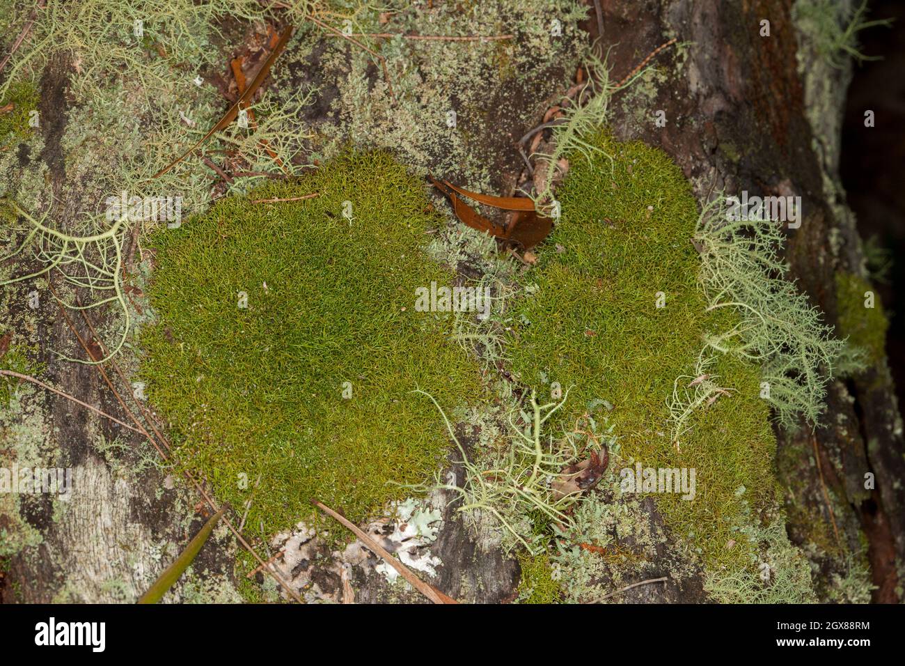 Moss growing on a tree trunk at Kroombit Tops National Park in Queensland Australia Stock Photo