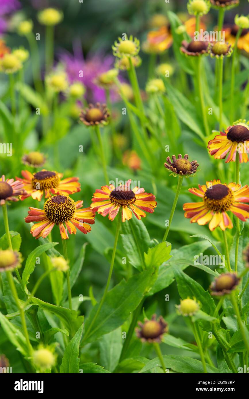 Helenium august garden hi-res stock photography and images - Alamy