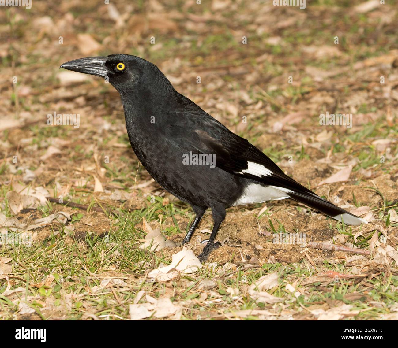 Pied Currawong, Strepera graculina, on the ground, in Kroombit Tops National Park, Queensland Australia Stock Photo