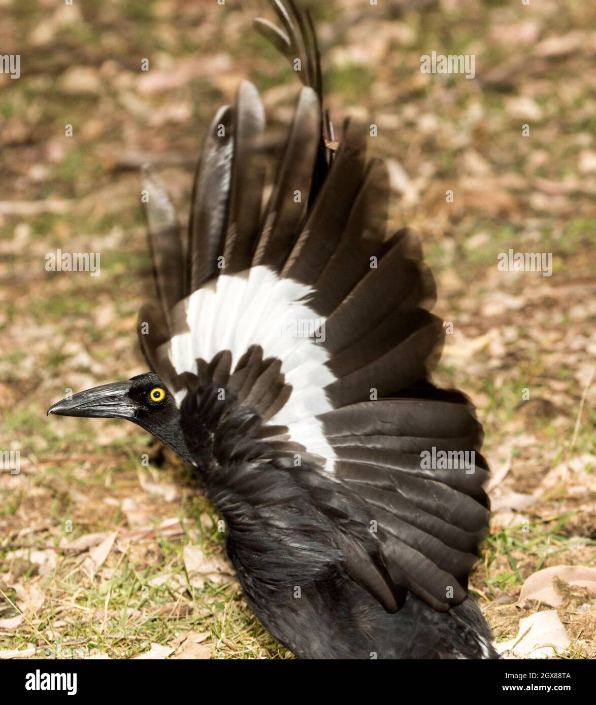 Pied Currawong, Strepera graculina, with wings outstretched ready for flight, in Kroombit Tops National Park, Queensland Australia Stock Photo