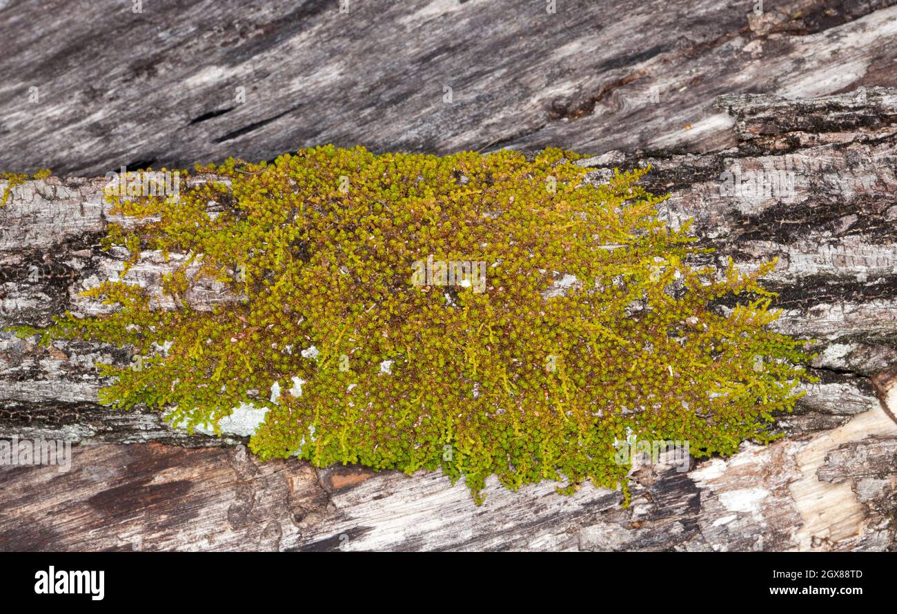 Moss growing on a log at Kroombit Tops National Park in Queensland Australia Stock Photo