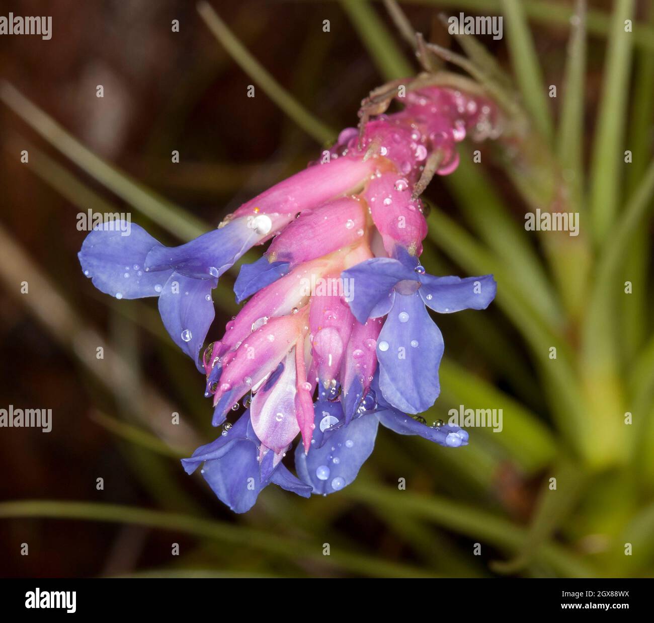 Flowers and foliage of Tillandsia aeranthos', a bromeliad, air plant, with beautiful blue flowers and pink bracts covered with raindrops Stock Photo