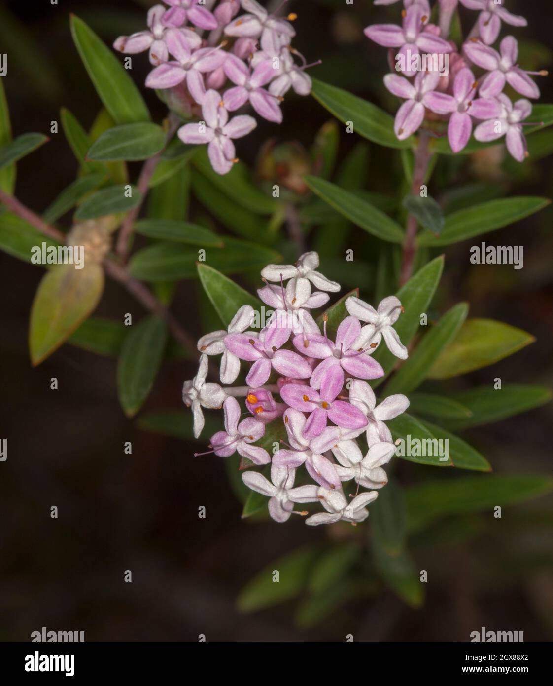 Clusters of pale pink flowers and green foliage of Pimelea species, wildflowers at Kroombit Tops National Park in Queensland Australia Stock Photo