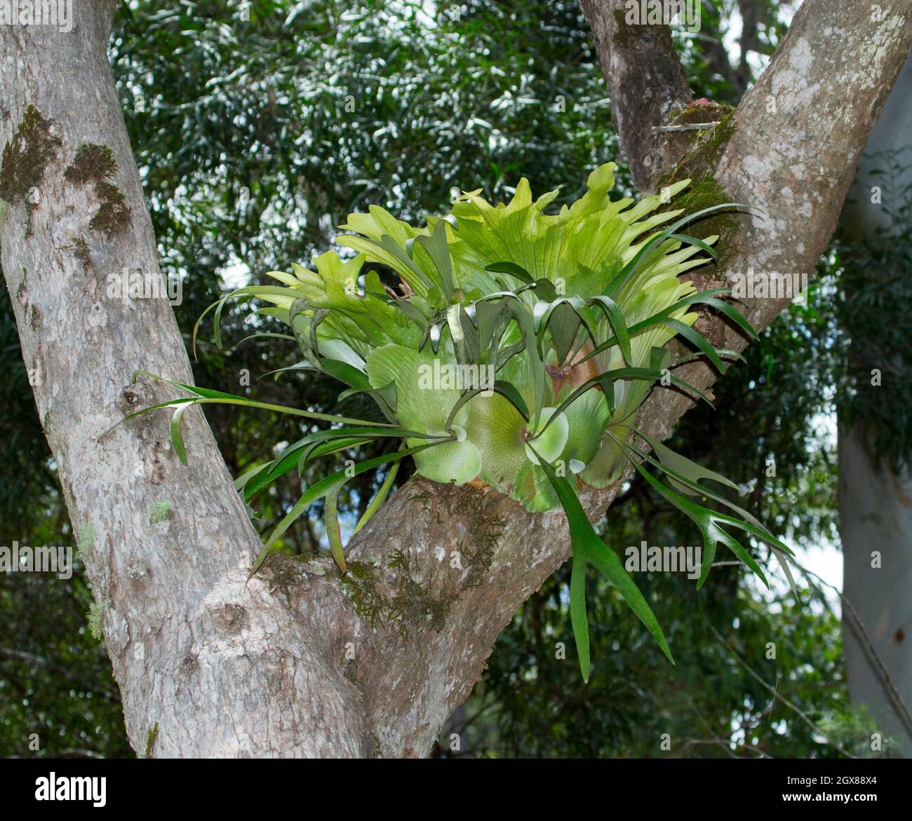 Elk horn fern, Platycerium bifurcatum, growing on the trunk of a tree in  rainforest at Kroombit Tops National Park in Queensland Australia Stock Photo