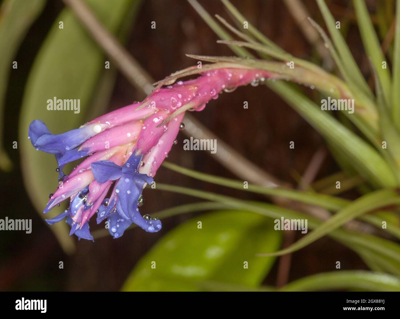 Flowers and foliage of Tillandsia aeranthos', a bromeliad, air plant, with beautiful blue flowers and pink bracts covered with raindrops Stock Photo