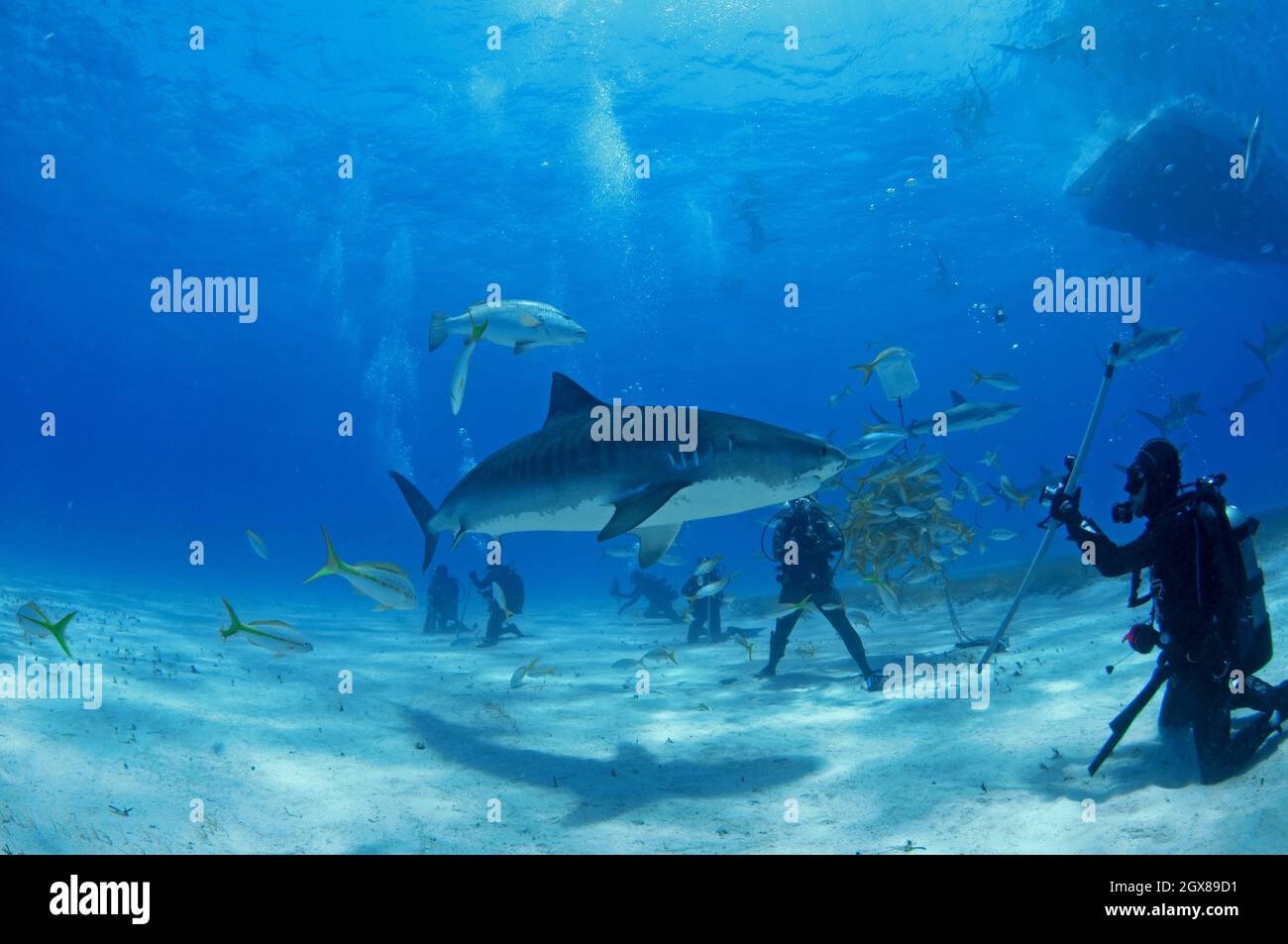 Divers Positioned Underwater For A Tiger Shark Diving Activity At Tiger