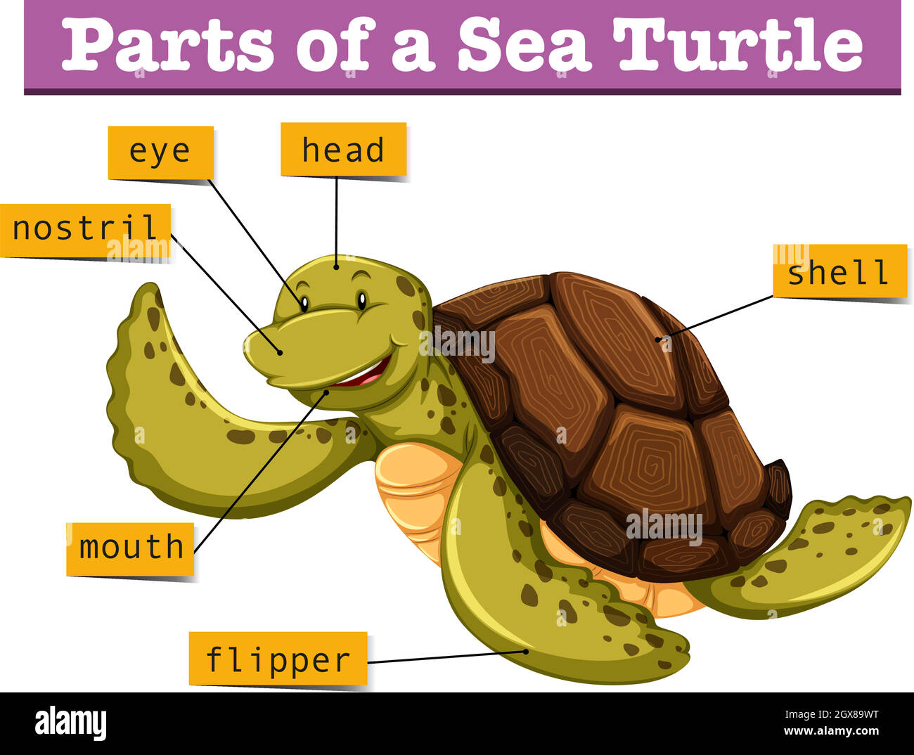 Diagram showing different parts of turtle Stock Vector