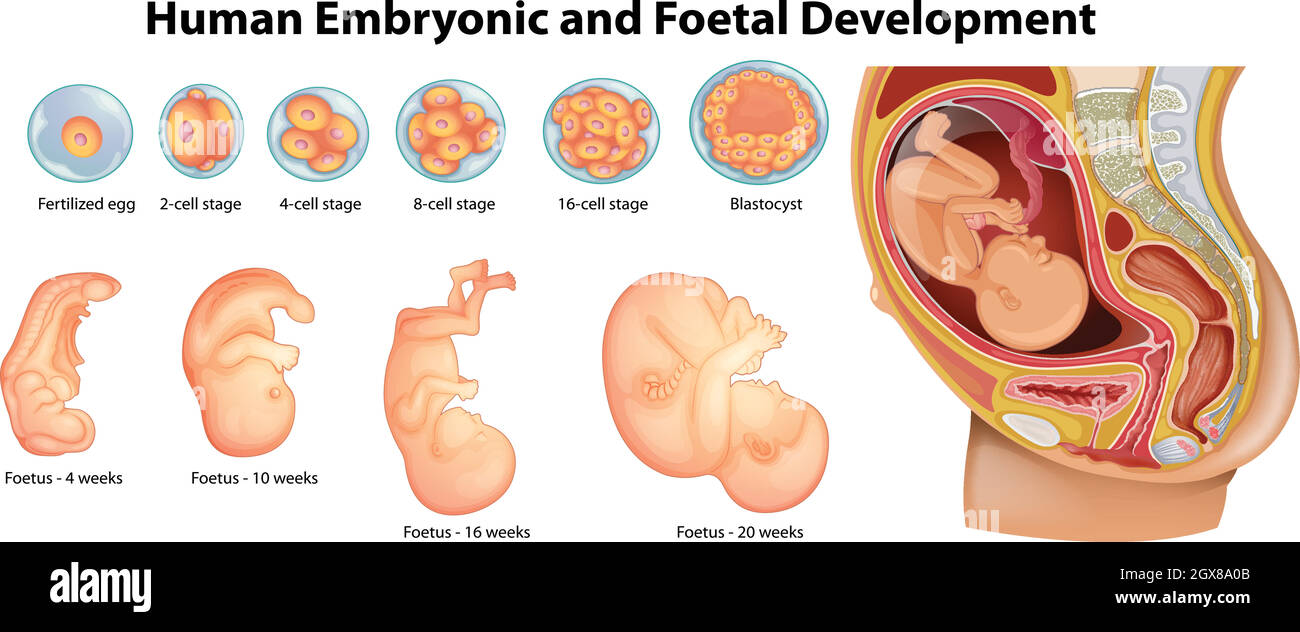 Diagram showing human embryonic and foetal development Stock Vector