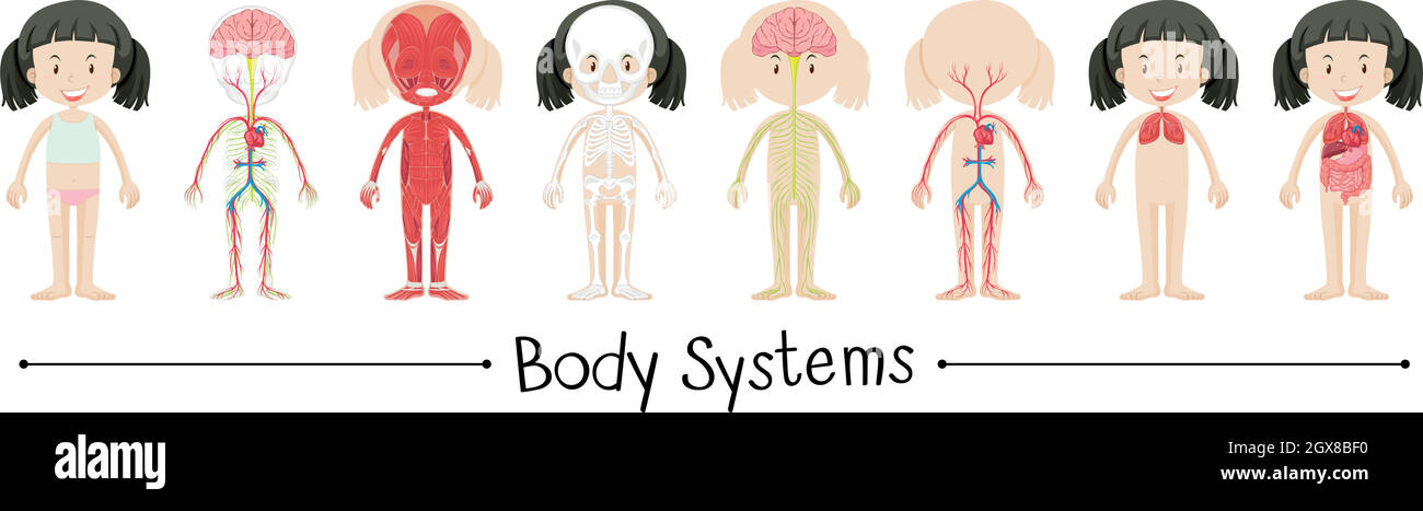 Body systems of human girl Stock Vector