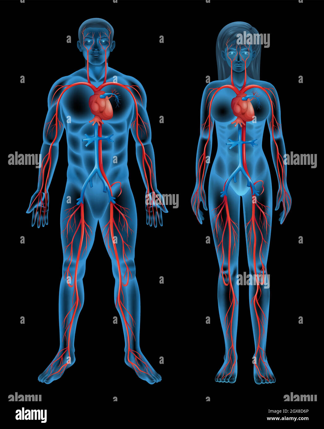 Circulatory system of a human Stock Vector
