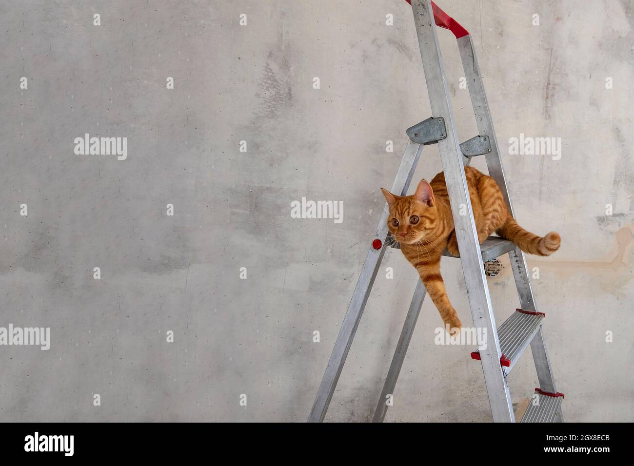 Young red tabby cat sits on top step of stepladder Stock Photo - Alamy