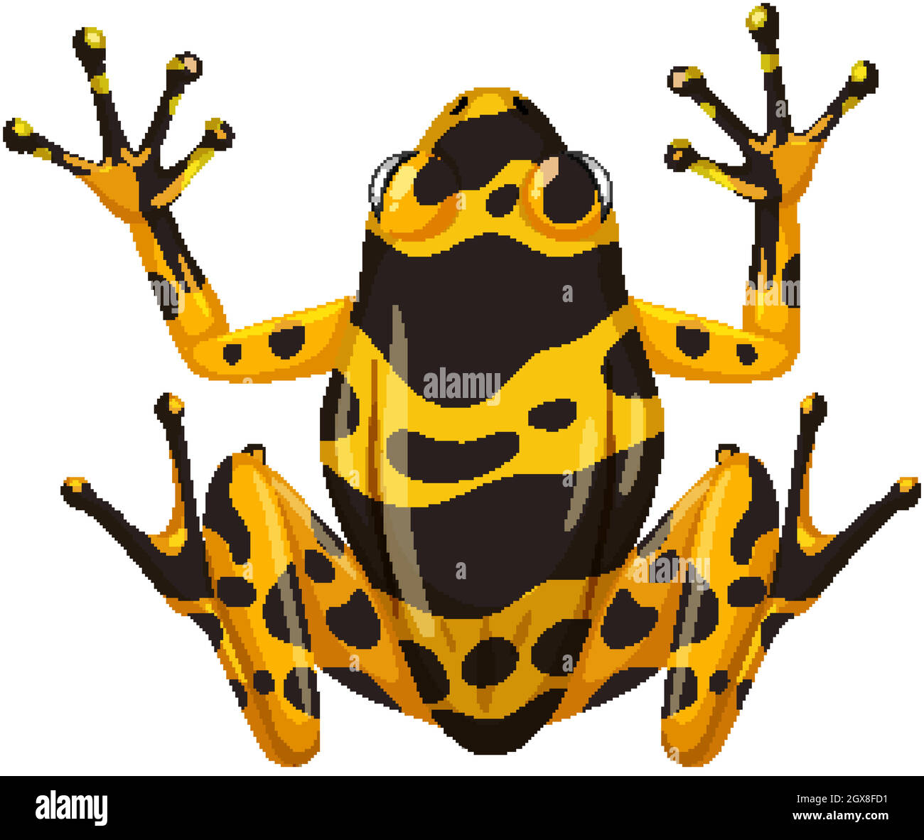 Frog anatomy Cut Out Stock Images & Pictures - Alamy Frog anatomy Cut Out Stock Images & Pictures - Alamy