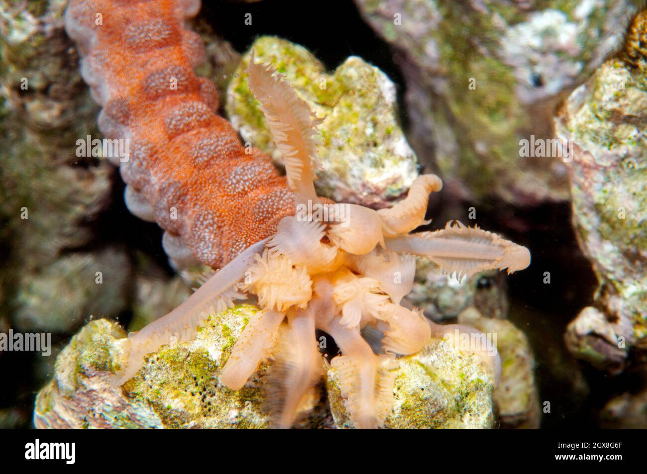 Conspicuous sea cucumber, Opheodesoma spectabilis, Kaneohe Bay, Oahu, Hawaii, USA Stock Photo