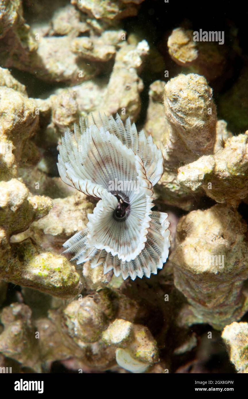Feather duster worm, Sabellastarte spectabilis, Kaneohe Bay, Oahu