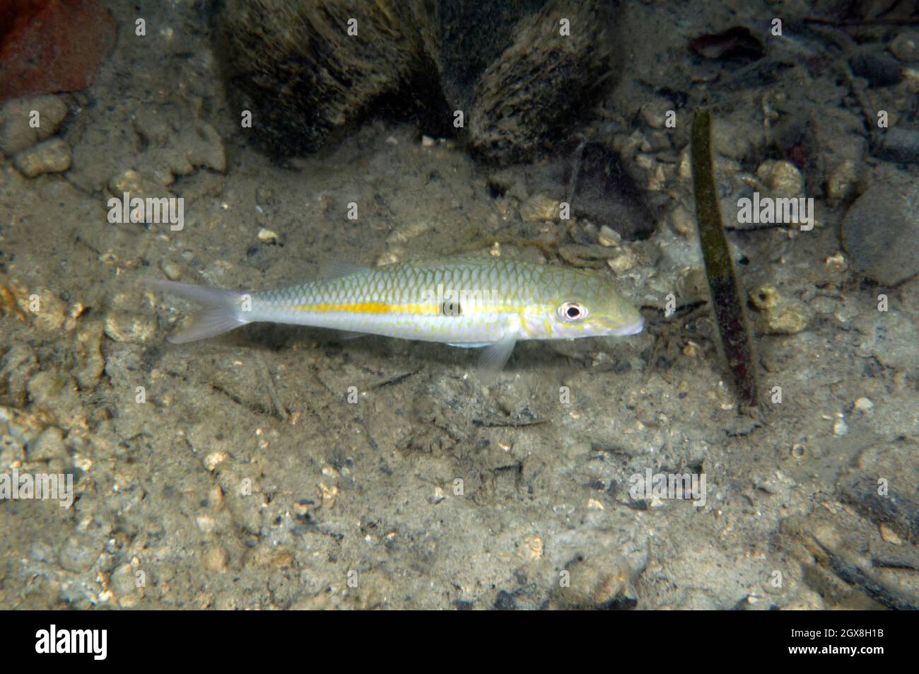 Yellowstripe goatfish, Mulloidichthys flavolineatus, Kaneohe Bay, Oahu, Hawaii, USA Stock Photo