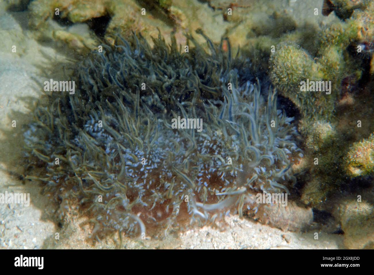 Warty sea slug, possibly Dendrodoris warta, Kaneohe Bay, Oahu, Hawaii, USA Stock Photo