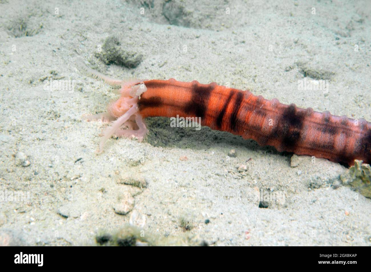 Conspicuous sea cucumber, Opheodesoma spectabilis, Kaneohe Bay, Oahu, Hawaii, USA Stock Photo