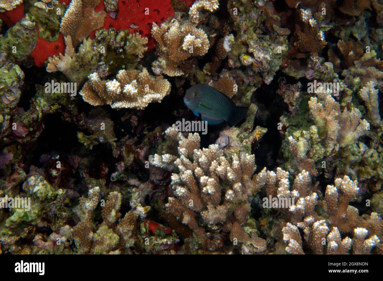 Scarus Spp Parrotfish, Scarus sp., in a coral reef, Kaneohe Bay, Oahu, Hawaii, USA ...
