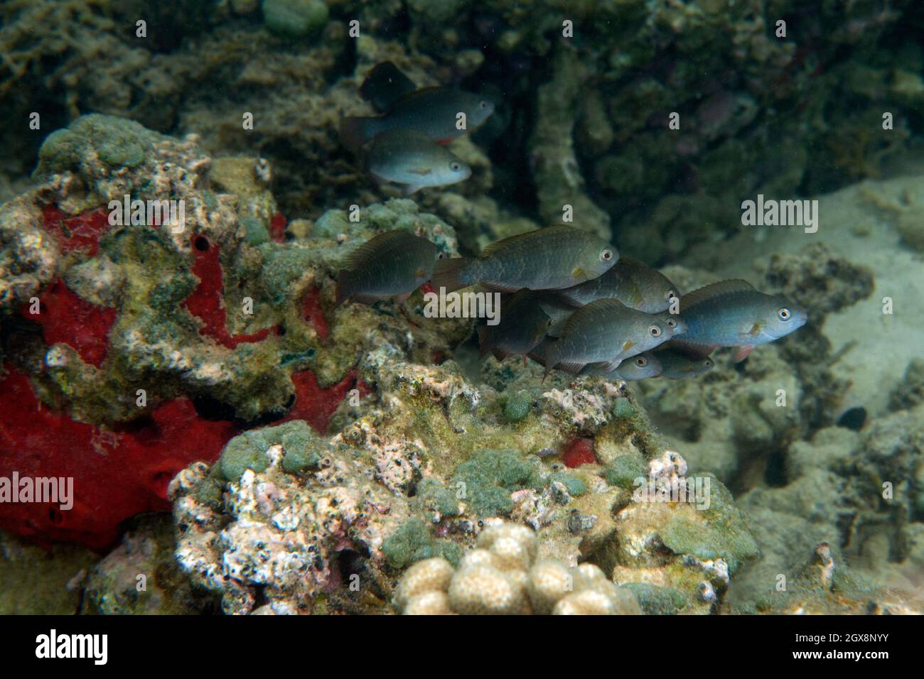 Scarus Spp Parrotfish hawaii hi-res stock photography and images - Alamy