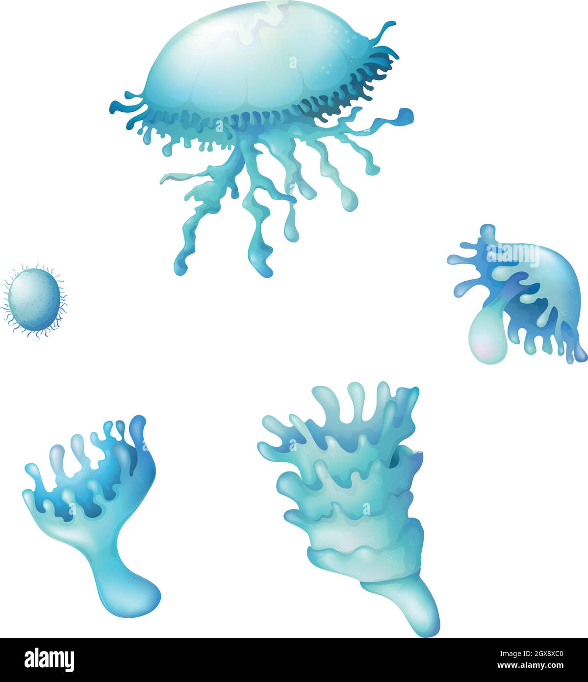 Jellyfish life cycle Stock Vector