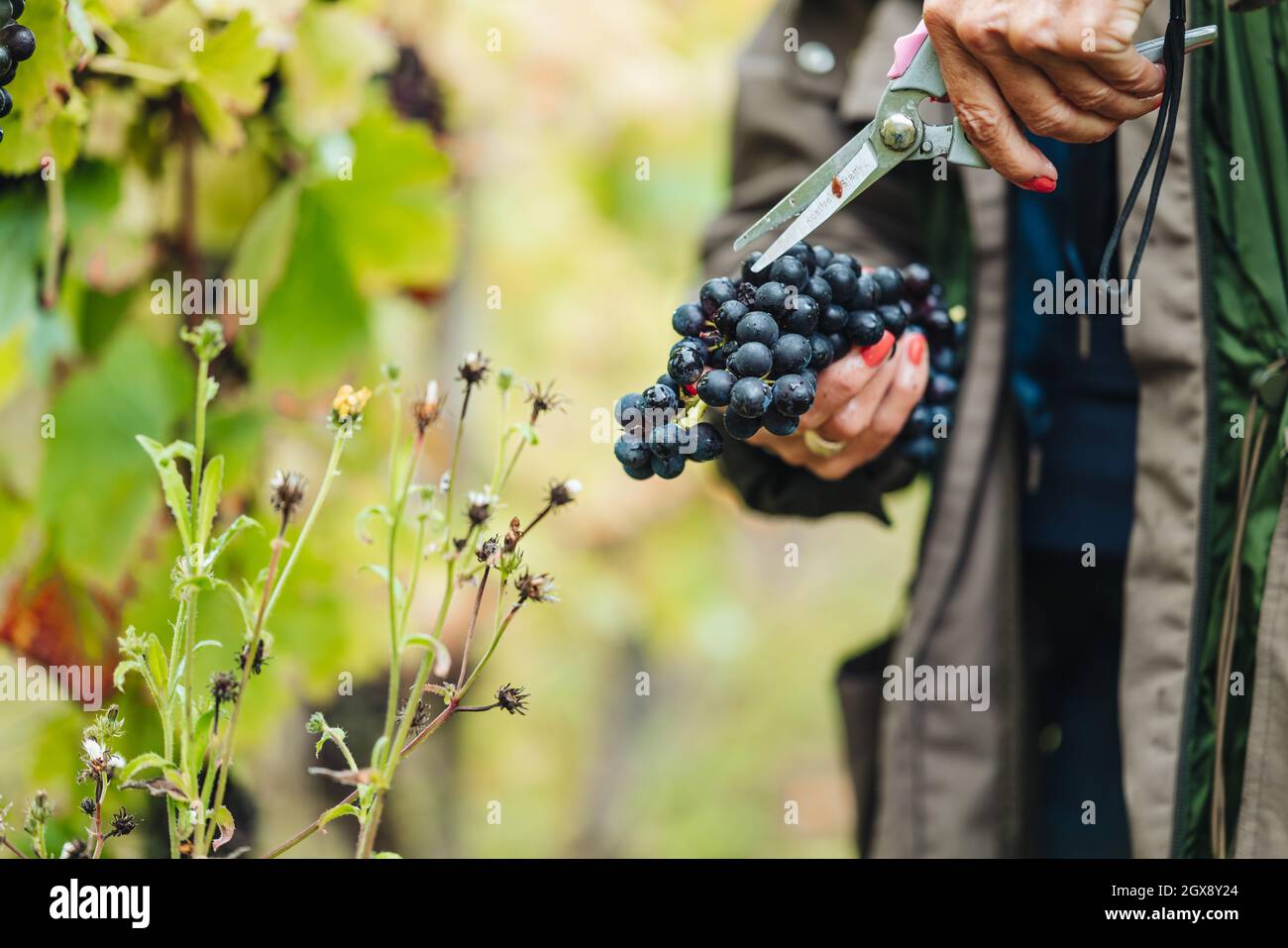 REMICH, LUXEMBOURG-OCTOBER 2021: Reportage at the seasonal Pinot Noir grapes harvesting in the vineyards Stock Photo