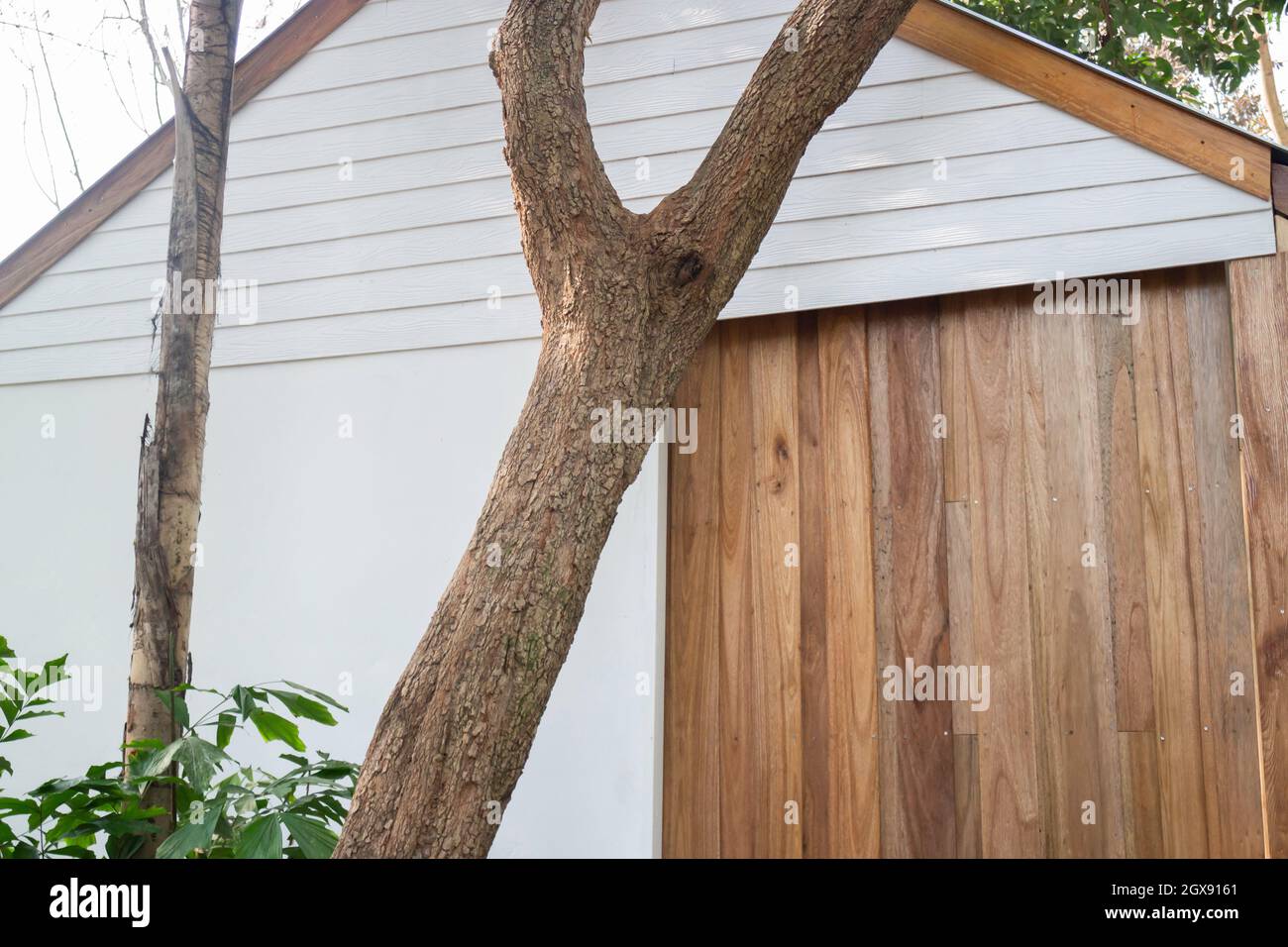 Lush tropical garden with assorted plants and flowers, stock photo ...
