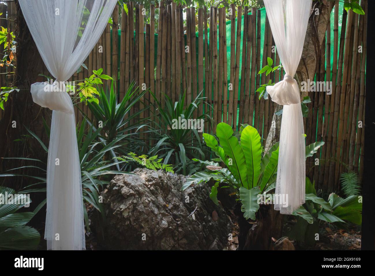 Lush tropical garden with assorted plants and flowers, stock photo ...