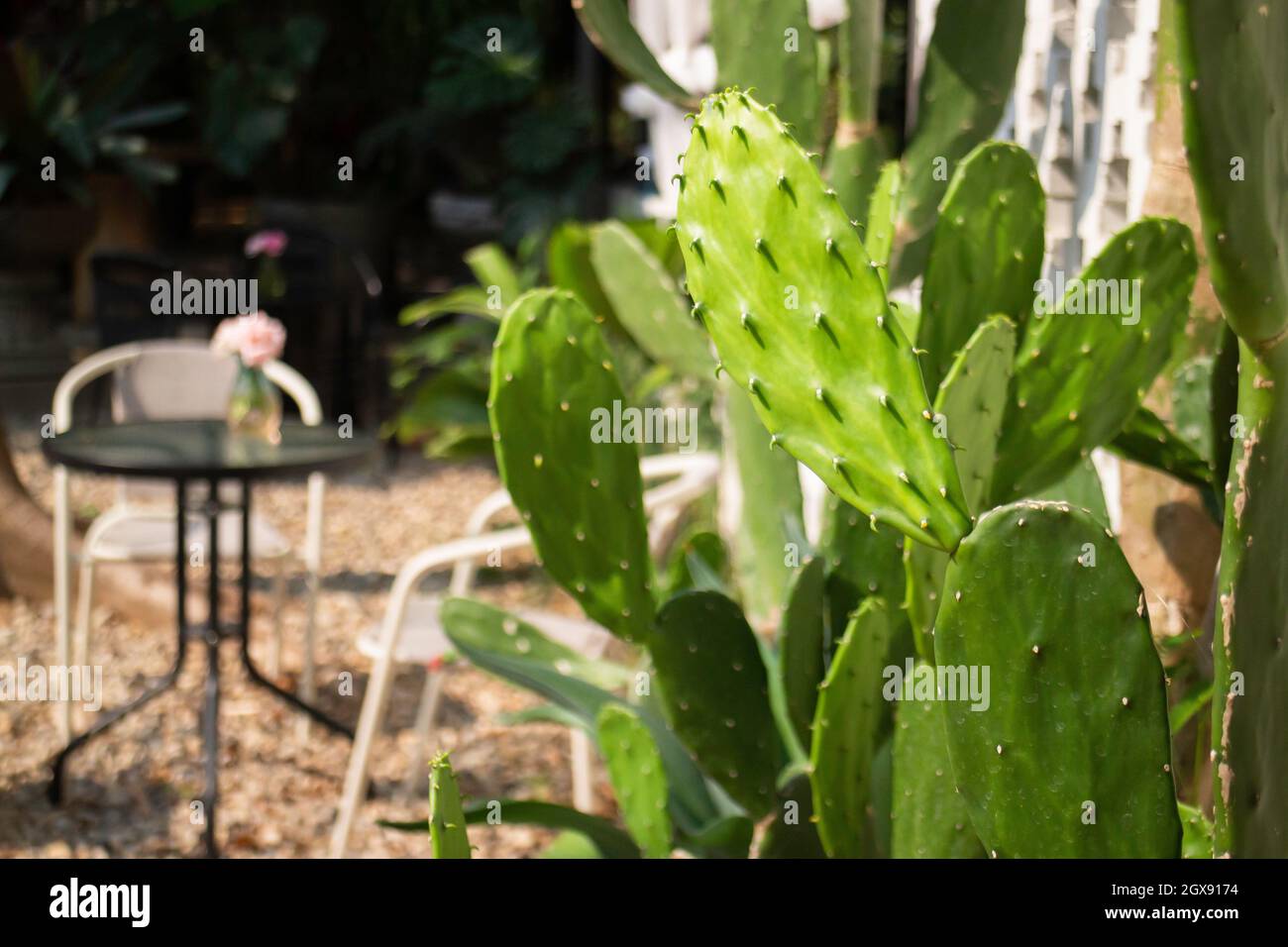 Lush tropical garden with assorted plants and flowers, stock photo ...