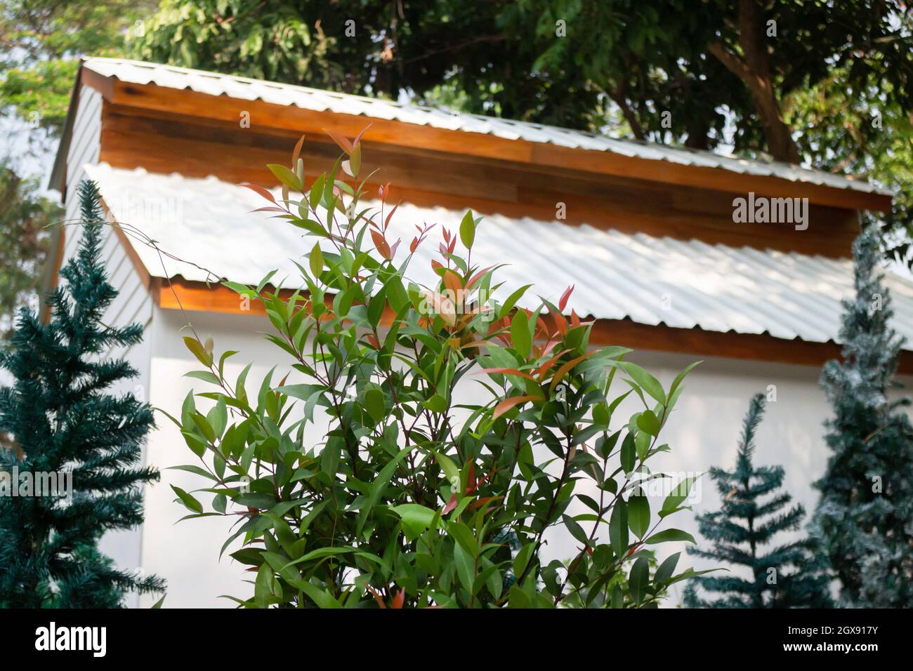 Lush tropical garden with assorted plants and flowers, stock photo ...