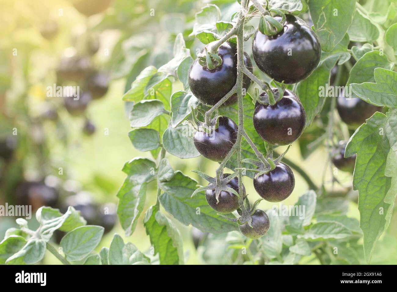 Indigo Rose Black tomato vine ripe in the garden Stock Photo - Alamy