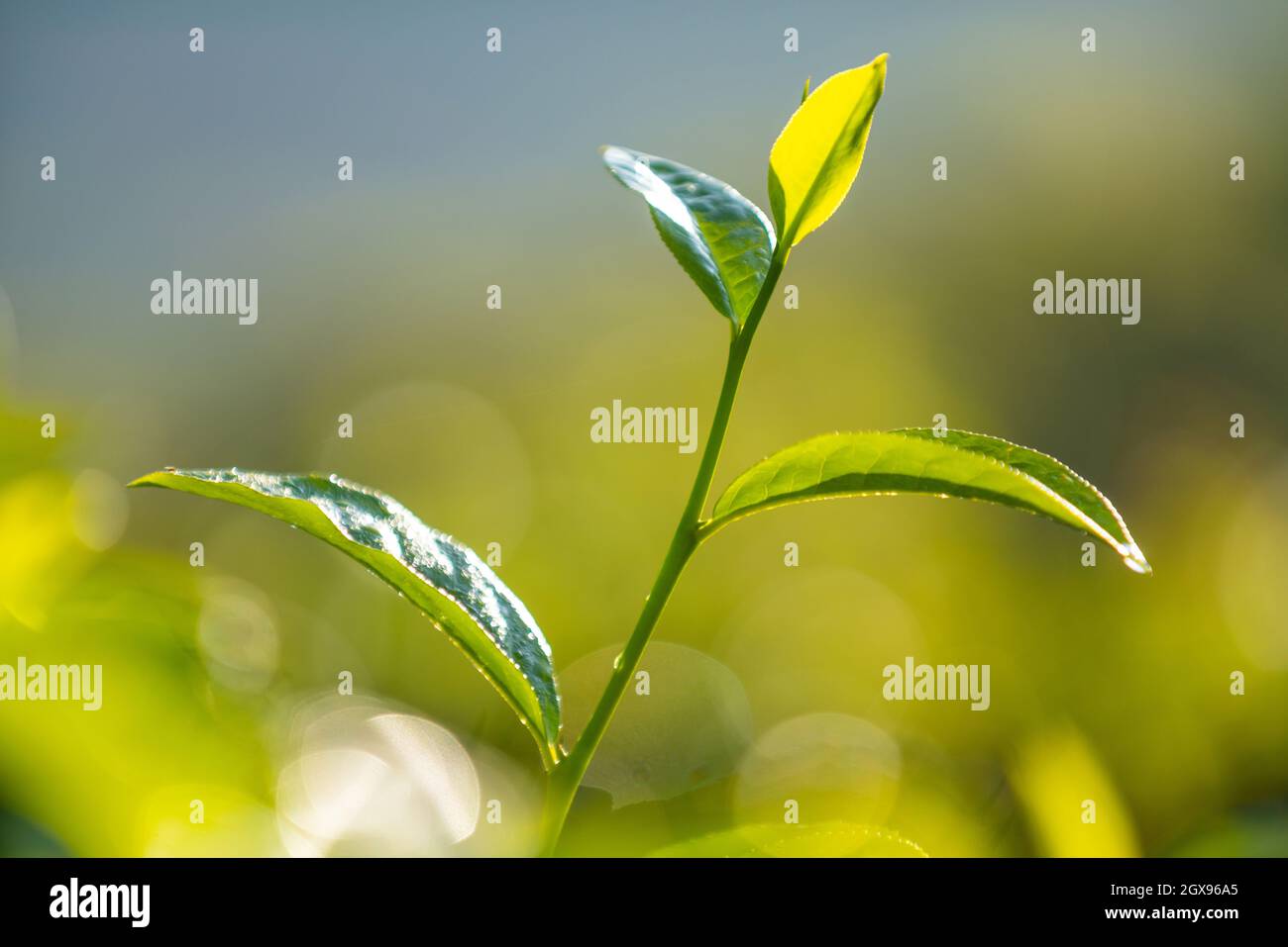 Tea leaves. Close up Green Tea Leaves shoots in a tea plantation at