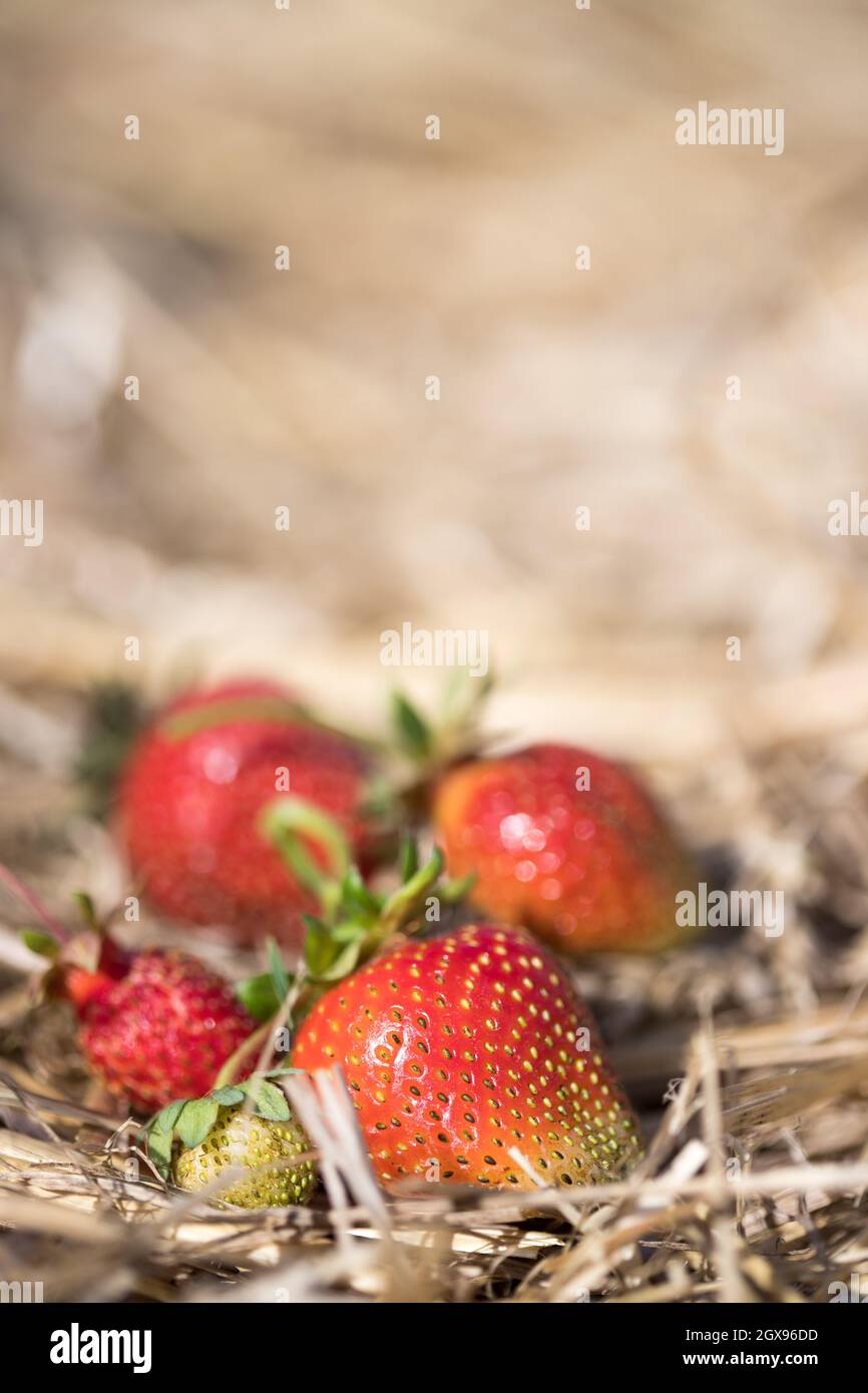 Fresh red organic strawberries lying in straw, text space Stock Photo ...
