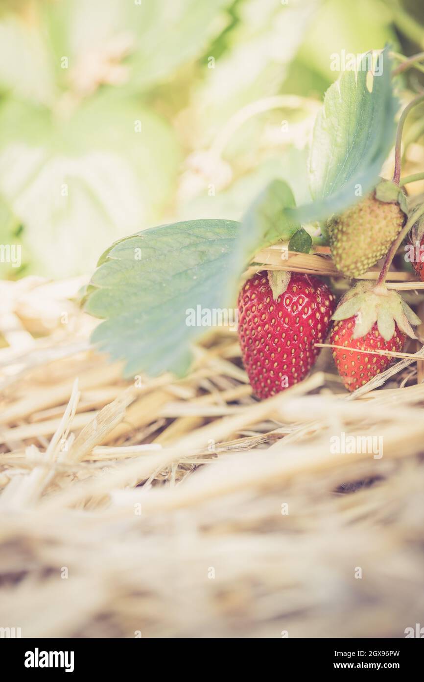 Fresh red organic strawberries lying in straw, text space Stock Photo ...