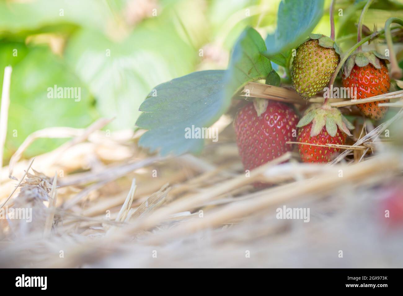 Fresh red organic strawberries lying in straw, text space Stock Photo ...