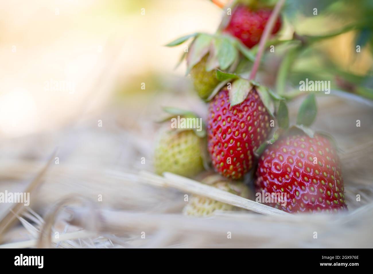 Fresh red organic strawberries lying in straw, text space Stock Photo ...