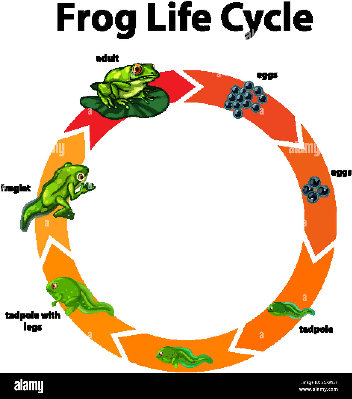 Diagram showing life cycle of frog Stock Vector