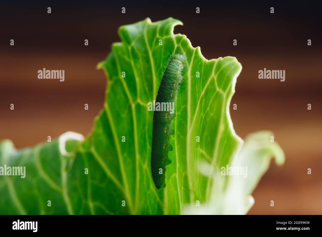 Green Caterpillar Crawling on a Cabbage Leaf Stock Photo - Alamy