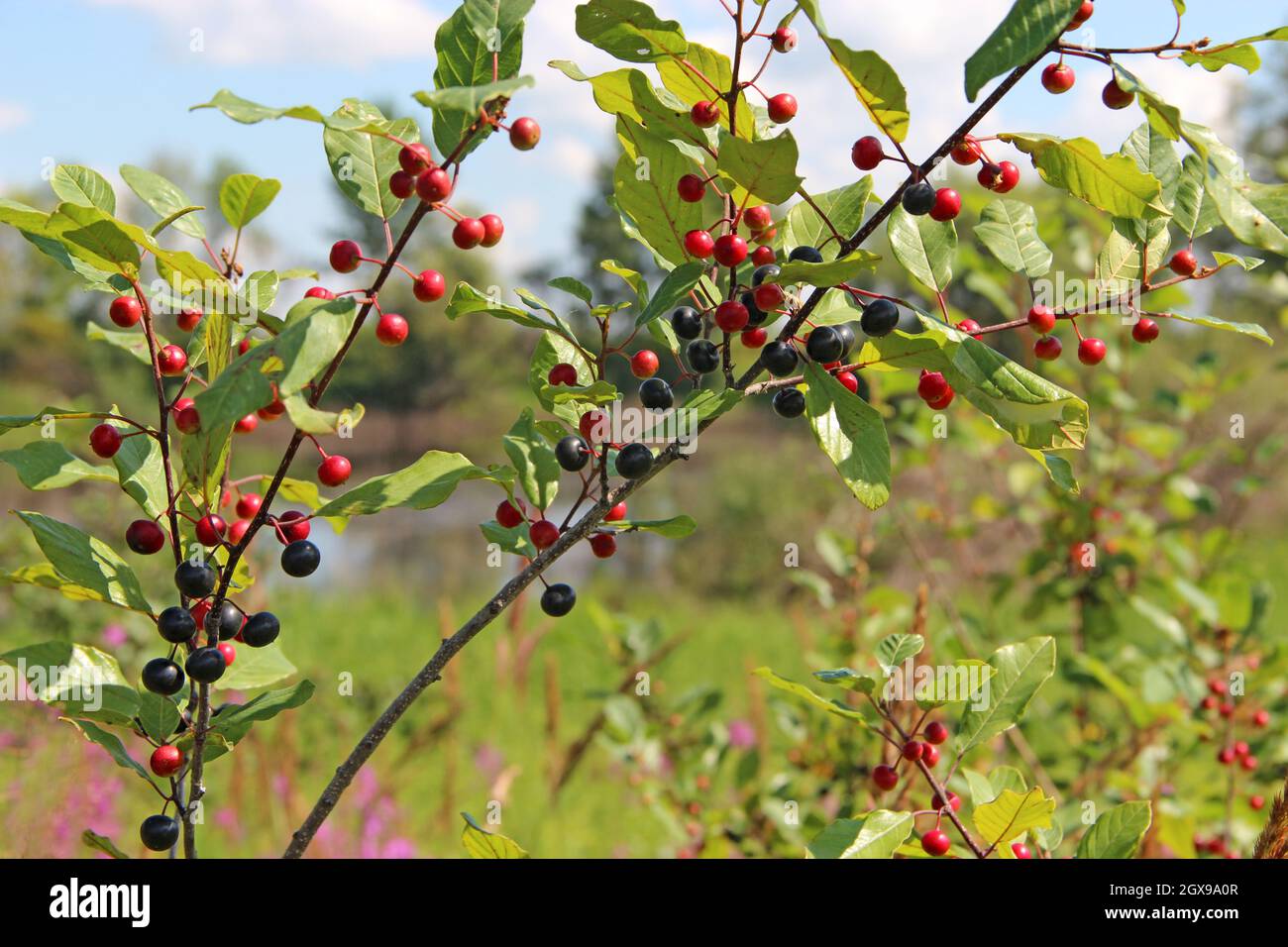 Branches of Frangula alnus with black and red berries. Fruits of Frangula alnus. Multicolored nature. Bright berries. Beautiful plant Stock Photo