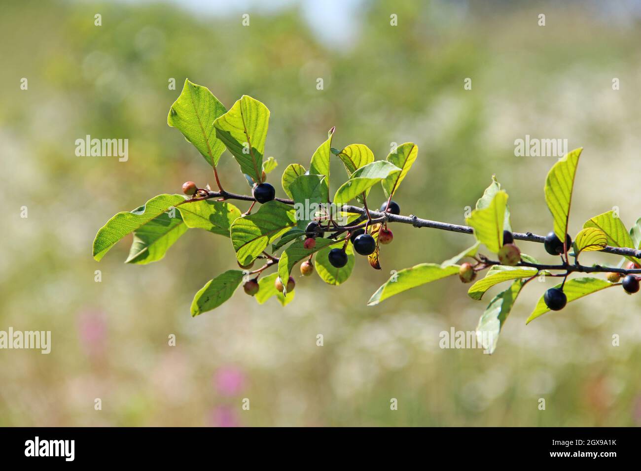 Branches of Frangula alnus with with black berries close up. Fruits of Frangula alnus. Herbal medicine Stock Photo