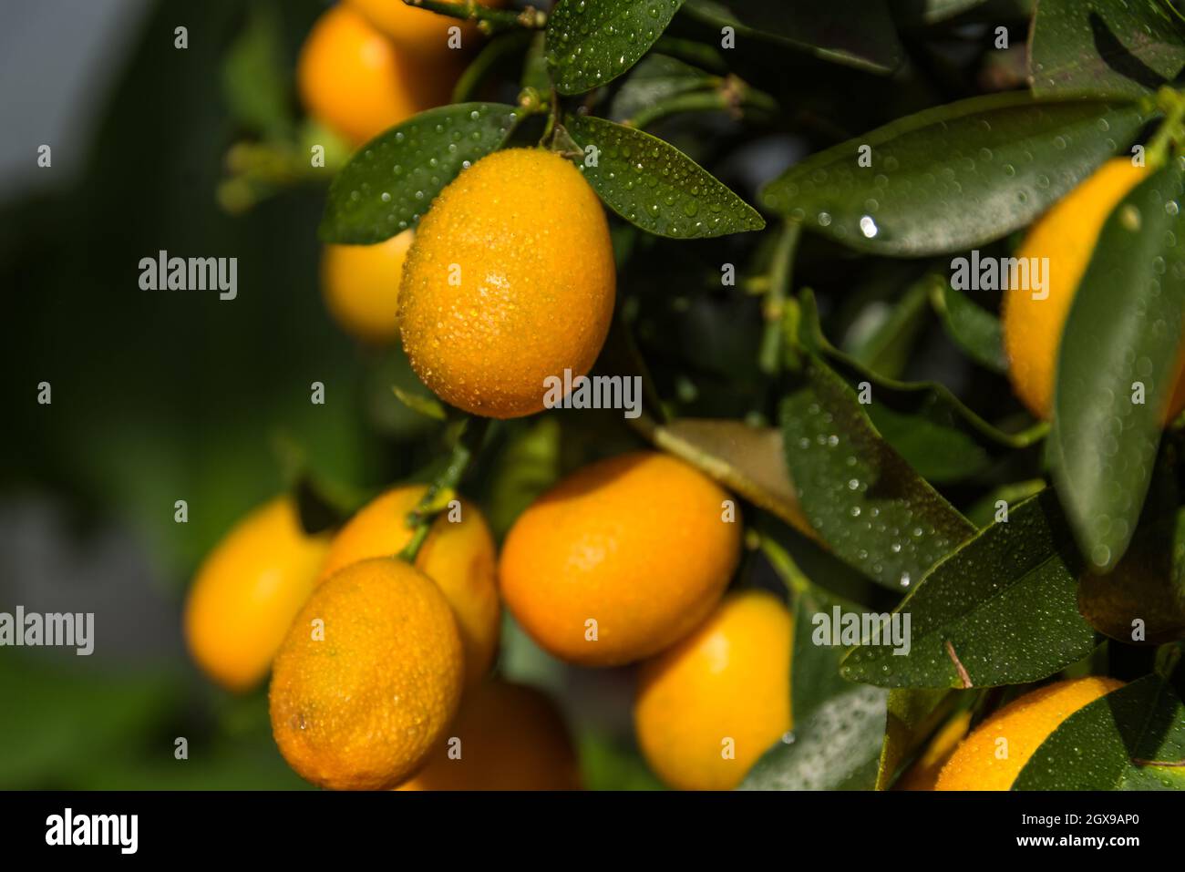 Kumquats as vitamin-rich fruit - citrus fruit, dwarf oranges, fresh fruit Stock Photo