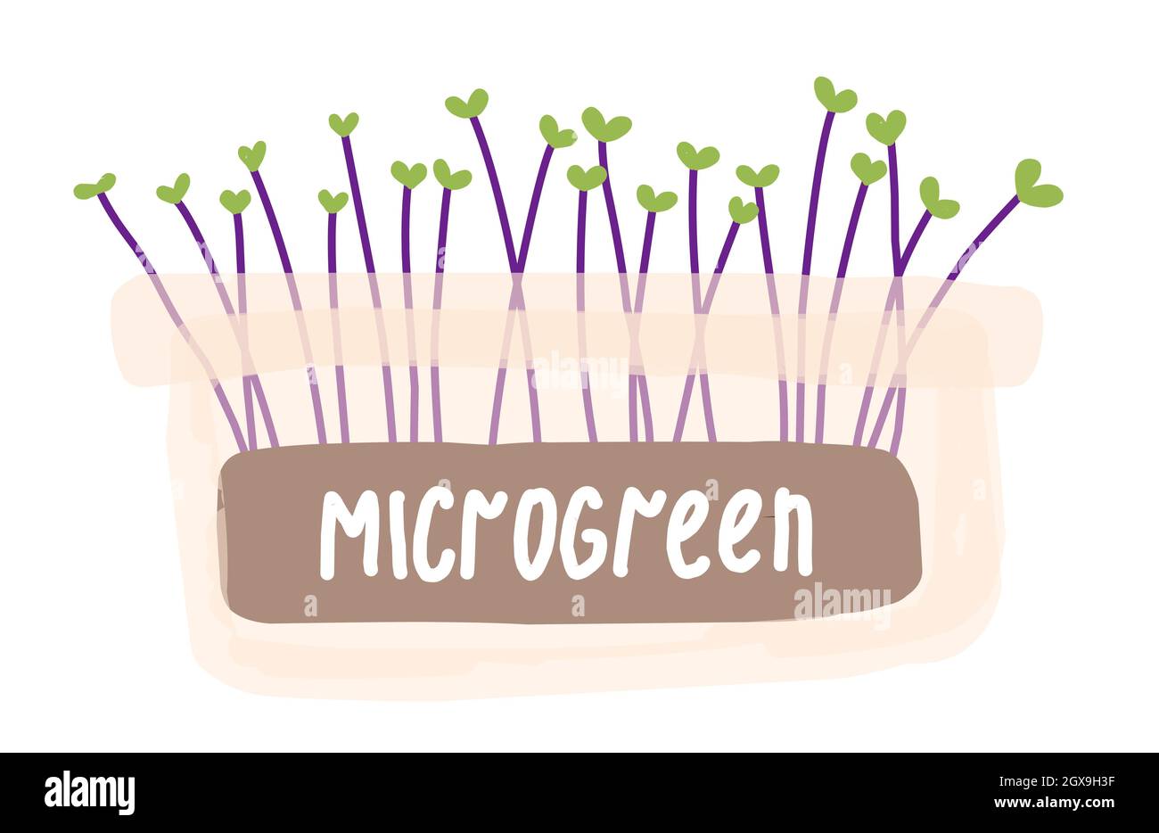 ecological vegetables. microgreens. Healthy and wholesome food. DIY growing. Home farm. Home garden. A vegetable garden on the windowsill. Stock Photo
