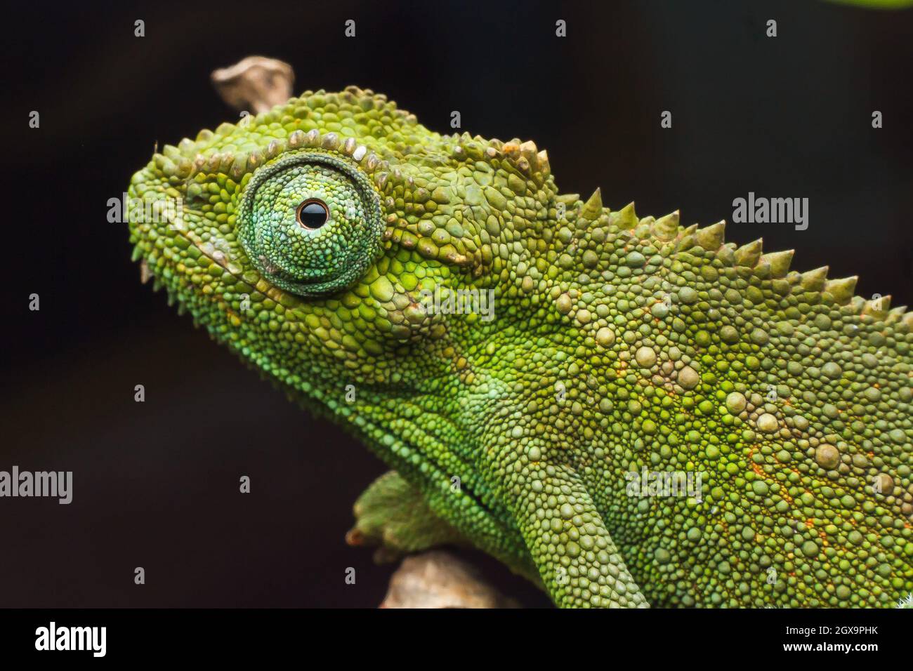 If a chameleon's eyes were covered, would it still be able to