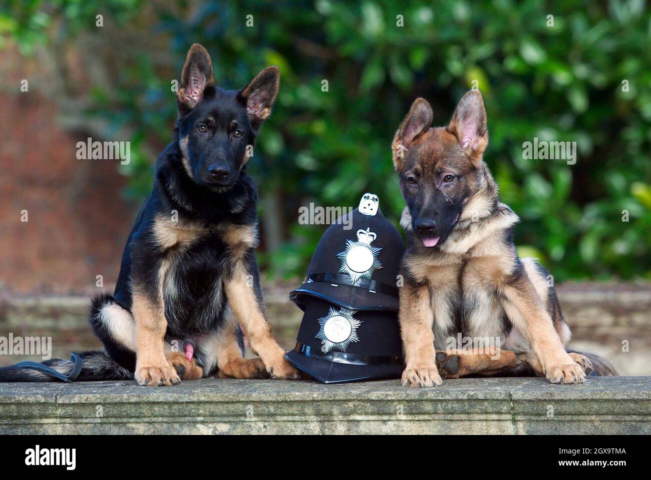 Two Oxford Police dogs named after Inspector Morse's two main characters, Morse and Lewis. Stock Photo