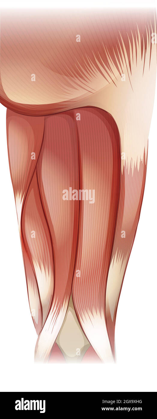 nu Leg upper muscle 07 Stock Vector