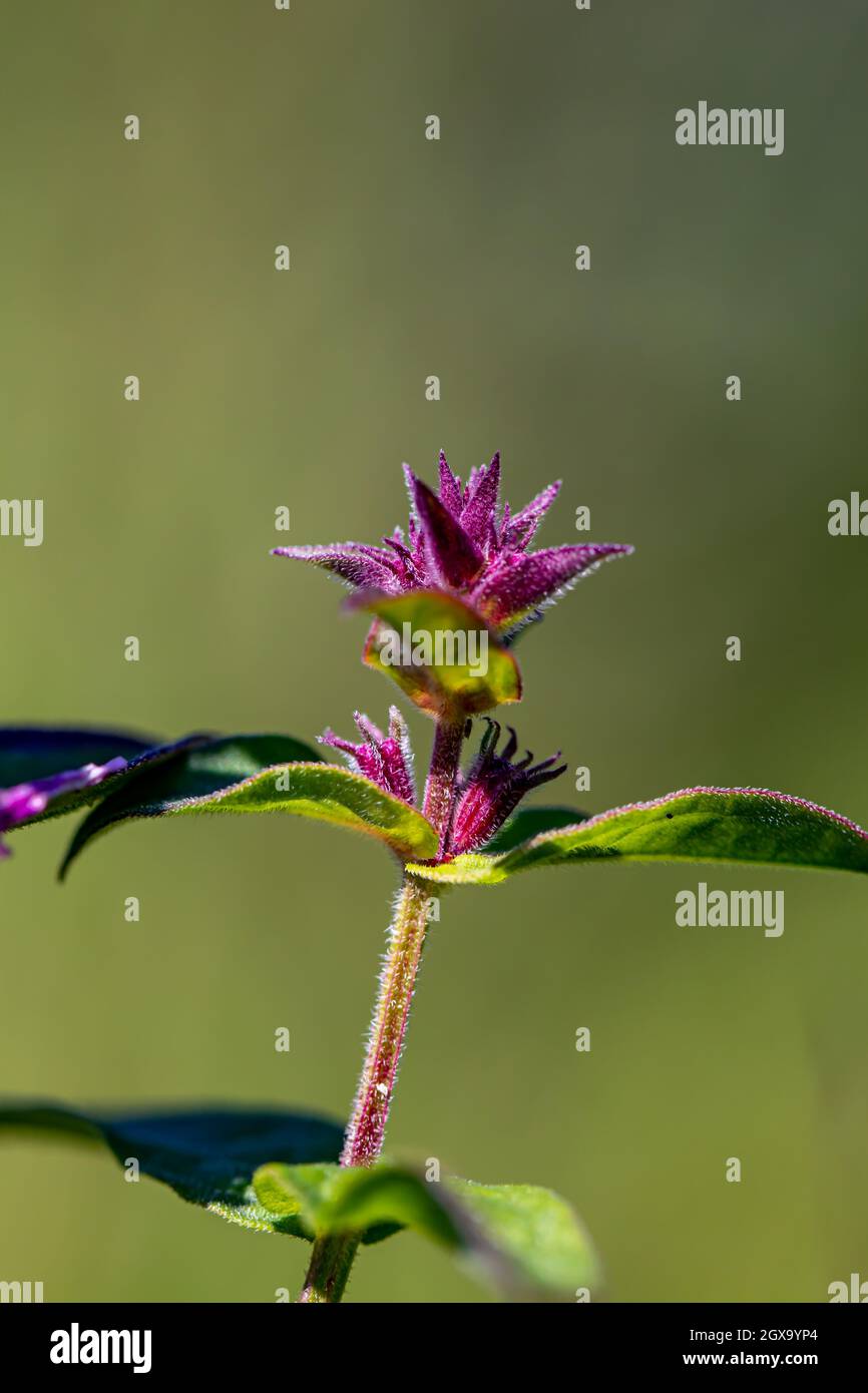 Lythrum salicaria flower growing in field Stock Photo