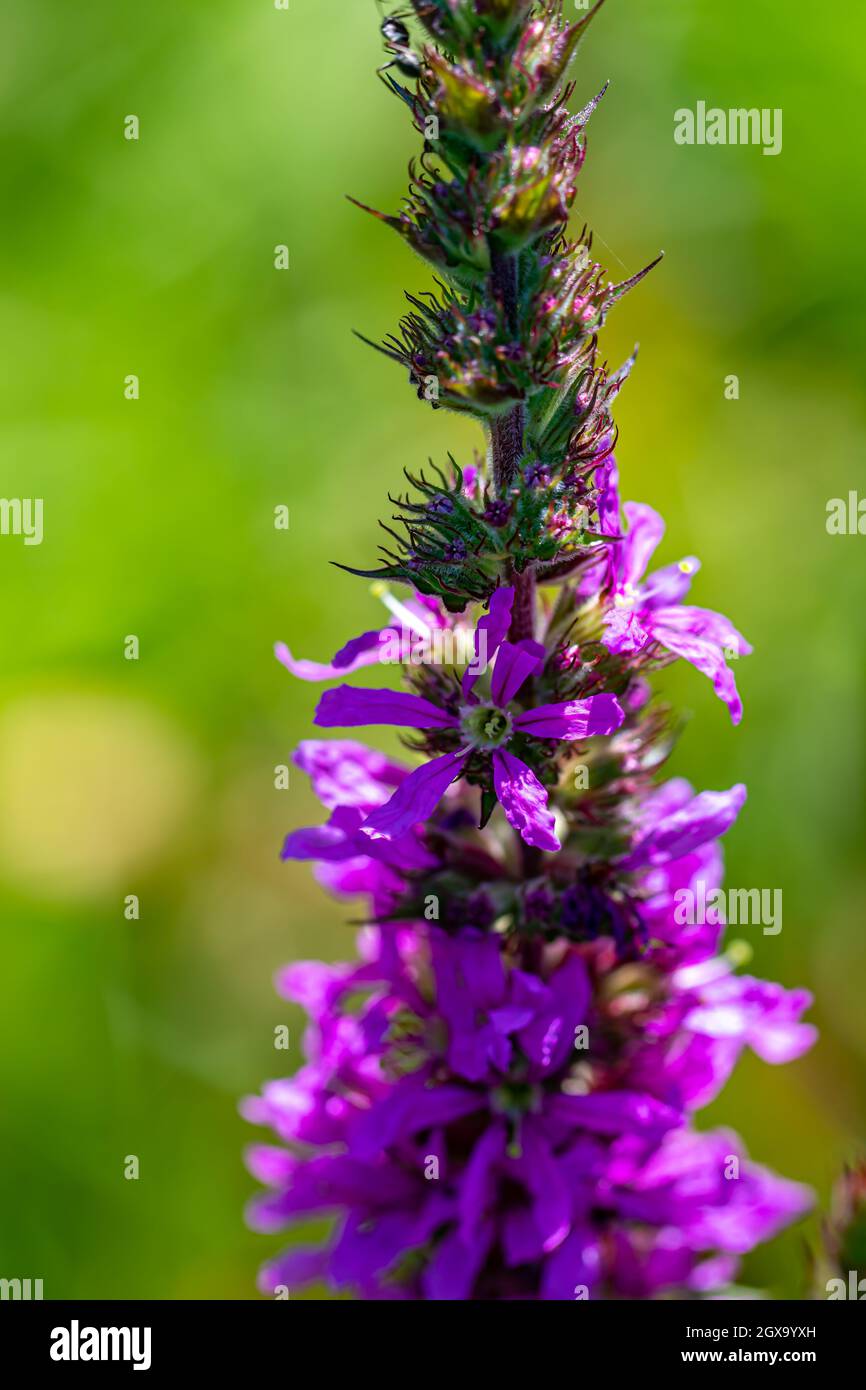 Lythrum salicaria flower growing in field, close up Stock Photo